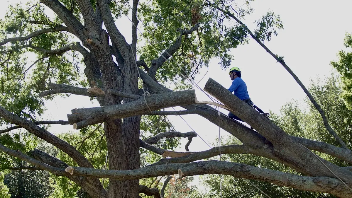 Professional Crown Thinning performed by certified arborists in Whitesburg