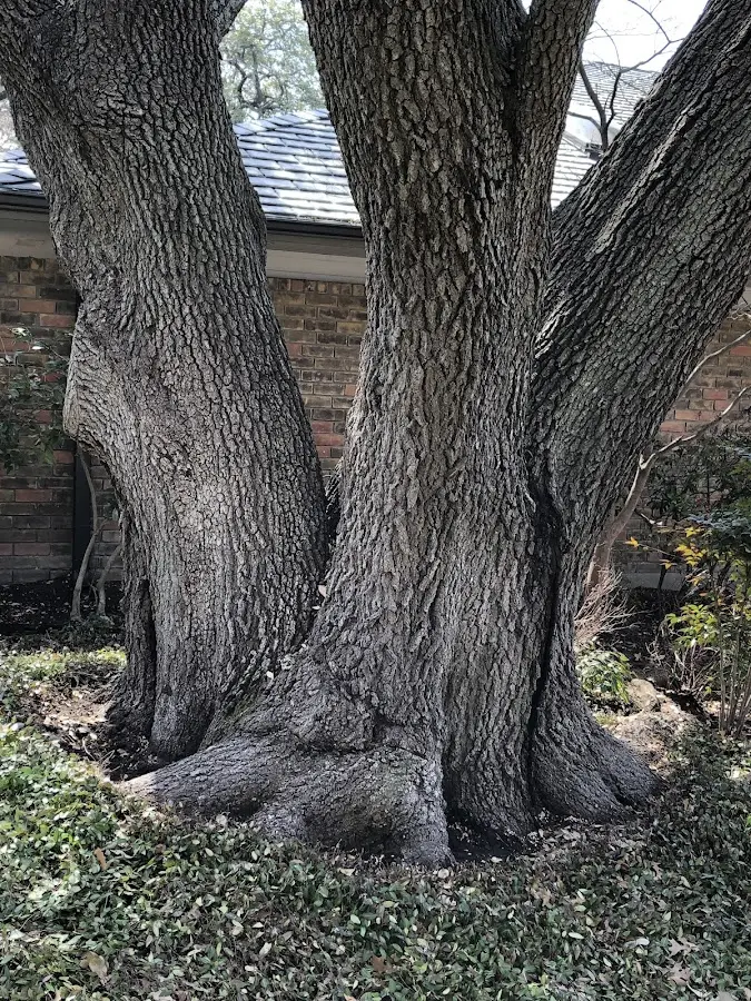 Mature heritage tree close to a Whitesburg property cared for by certified arborists